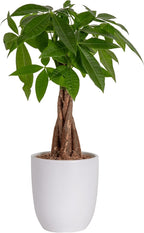 Easy to Grow Houseplants (12 Pack) Live House Plants in Plant Containers, Growers Choice Plant Set & Costa Farms Money Tree, Easy Care Indoor Plant, Live Houseplant in Ceramic Planter Pot