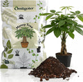 All-Natural Money Tree Soil & Indoor Potting Mix 1QT- Drainage-Enhanced Plant Soil for Healthy Indoor Plants