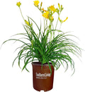 Southern Living 1 Gal. Stella Daylily Plant