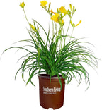Southern Living 1 Gal. Stella Daylily Plant