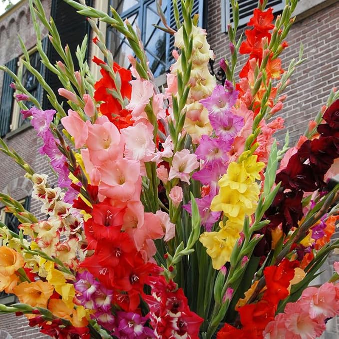 Grower Special Mix Gladiolus Flower Bulbs - 100 Bulbs Assorted Colors - Make Great Cut Flowers - Perennializing - Fragrant - Vibrant Color Mix - Live Plant Outdoor Garden