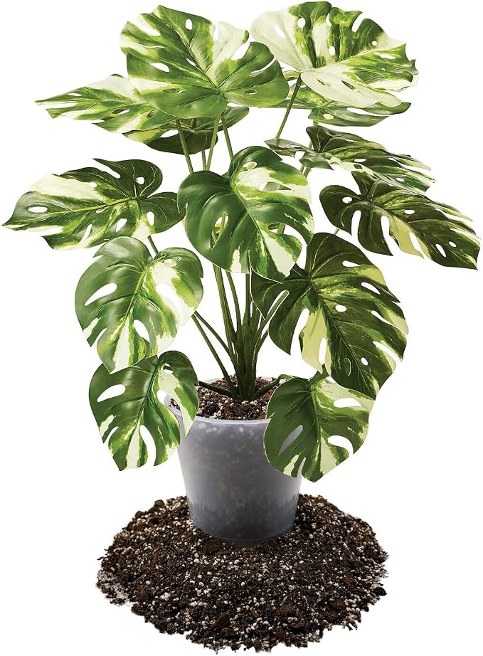 Premium Aroid Potting Mix - Soil Free Blend for Aroids - Growing Medium for House Plants by Gardenera - (5 Quart Bag)