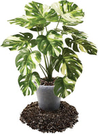 Premium Aroid Potting Mix - Soil Free Blend for Aroids - Growing Medium for House Plants by Gardenera - (4 Quart Bag)