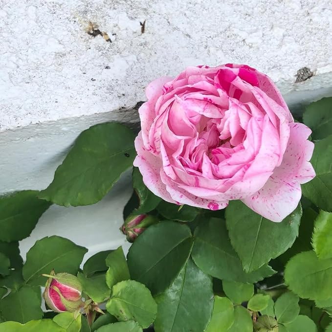 Fragrant Rose Plant Live Bush Shrub or Climbing, Old-Fashioned Roses Summer Rebloomer in 2.5 Inch Pot, Lanscape Rose Plant (Assorted) (Pink Shrub)