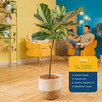Costa Farms Fiddle Leaf Fig Tree, Ficus Lyrata Live Indoor Floor Houseplant in Decor Planter, Tropical Plant for Home Potted in Soil, Home and Office Decor, Housewarming Gift, 3-4 Feet Tall