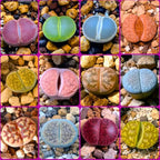 20 Pack Assorted Lithop Live Plants, Rare Living Stone Succulents Plants Live for Indoor Gardens, Lithops Seedlings
