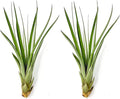 ragnaroc Air Plants - Tillandsia Fasciculata Tricolor, Large 4-6" - 2ct - Live Arrival Guaranteed - House Plants for Home Decor & Gift