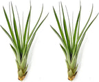 ragnaroc Air Plants - Tillandsia Fasciculata Tricolor, Large 4-6" - 2ct - Live Arrival Guaranteed - House Plants for Home Decor & Gift