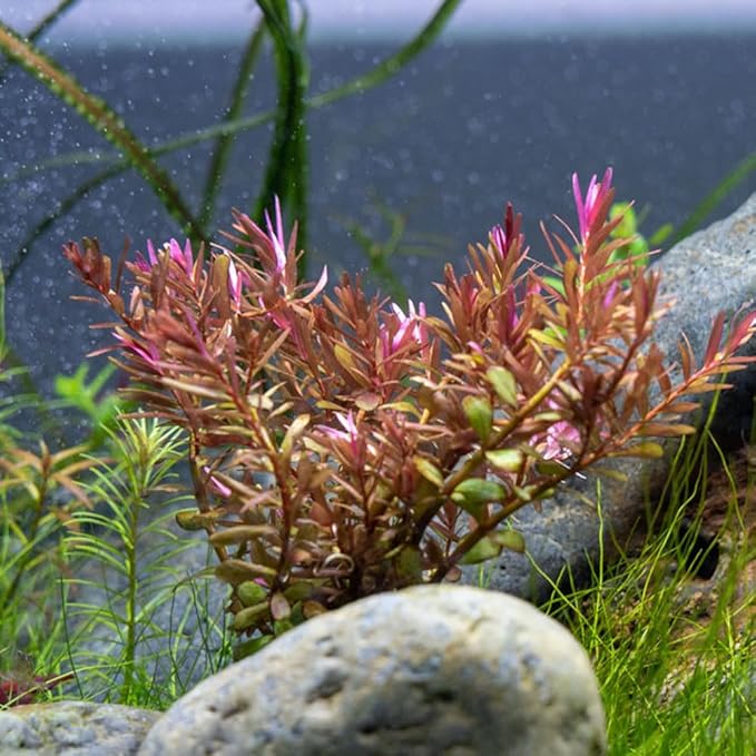 SubstrateSource Live Aquarium Red Stem Plants - Freshwater Aquatic Plant for Fish Tanks, Aquascaping - (Rotala Blood, 4 Bunches)