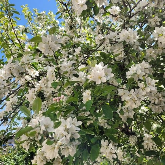 2 Mock Orange Live Plants | Mock Orange Shrubs for Outdoor Planting | 1–2 Feet Tall Bush Plants | Live Bushes and Shrubs Outdoor for Garden Use