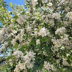 2 Mock Orange Live Plants | Mock Orange Shrubs for Outdoor Planting | 1–2 Feet Tall Bush Plants | Live Bushes and Shrubs Outdoor for Garden Use