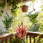 6 Pack Hanging Air Plant Holder, Spiral Wire Metal Hangers for Tillandsia, Adjustable Geometric Airplants Stand with Jute Ropes, Minimalist Wall Window Home Decor, Black Finish