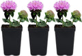 Coyote Mint 3 Live Plants (Monardella villosa) – California Native Wildflower for Outdoor Gardens, Drought Tolerant Pollinator Friendly Landscaping