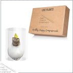 Waxed Amaryllis Bulb – White Wax with Red Blooms – Live Holiday Gift Plant, Easy Care, No Watering Needed