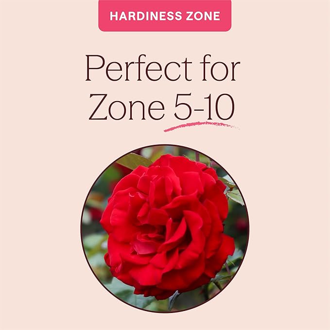 Heirloom Climbing Roses, Live Own Root Plant for Outdoor Garden, Dublin Bay®, Lightly Fragrant, Hardiness Zones 5-10, Continual Blooming