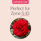 Heirloom Climbing Roses, Live Own Root Plant for Outdoor Garden, Dublin Bay®, Lightly Fragrant, Hardiness Zones 5-10, Continual Blooming