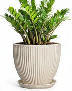 Ceramic Plant Pots, 10 Inch Pots for Plants with Drainage Hole and Saucer, Round Flower Pot for Indoor Plants, Decorative Indoor Planter, House Porch Decor, House Warming Gifts, Cream White