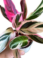 Live Plants Stromanthe Triostar, Tricolor Prayer Plant, 12-16" Tall, houseplant, Gorgeous Live Indoor Live Plant, Easy to Care, Rare Plant, 4 inch Pot