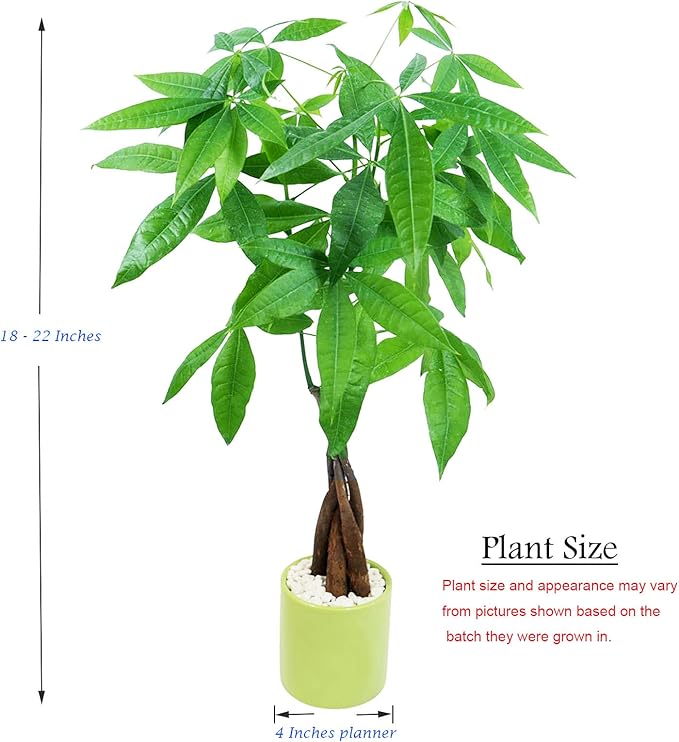 Athena's Garden Money Tree Plant Indoor Live Plant Pachira Money Tree with Ceramic Planter 18 Inches Tall, Green Pot - White Rocks, Medium
