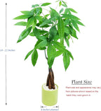 Athena's Garden Money Tree Plant Indoor Live Plant Pachira Money Tree with Ceramic Planter 18 Inches Tall, Green Pot - White Rocks, Medium