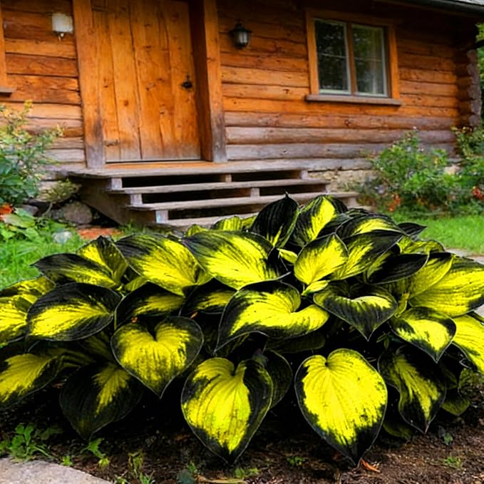 Mix Hosta Seeds for Planting, 280+pcs Rare Perennial Hosta Flower Seeds Plants, Non-GMO Heirloom Long Blooming Shaded Entry Pathway Flowers for Garden Outdoors