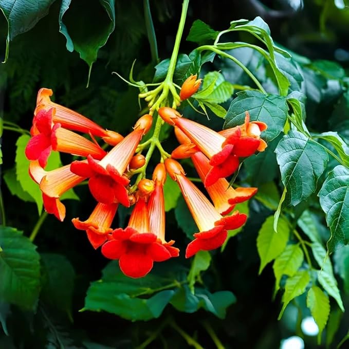 Hummingbird Trumpet Vine Seeds, 300 PCS, Fast-Growing Climbing Flowering Vine, Bright Orange Red Blooms, Attracts Hummingbirds & Butterflies, Hardy Perennial for Fence, Trellis & Garden