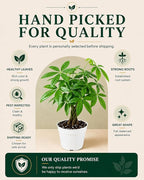 Mini Money Tree Live Plant for Home Decor - Small Money Tree Plant Indoor Houseplant, Small Gift Indoor Plants, Plants Live Houseplants - 4 Inch Pot