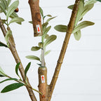 Potted Olive Artificial Tree - 9' - Green