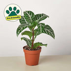 Zebra Aphelandra Live Plant for Indoor | Different Houseplants in 4'' & 6'' Pot | Real House Plant for Living Room, Office, Desk & Bathroom | Zebra Plant | Aphelandra squarrosa