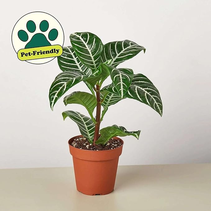 Zebra Aphelandra Live Plant for Indoor | Different Houseplants in 4'' & 6'' Pot | Real House Plant for Living Room, Office, Desk & Bathroom | Zebra Plant | Aphelandra squarrosa