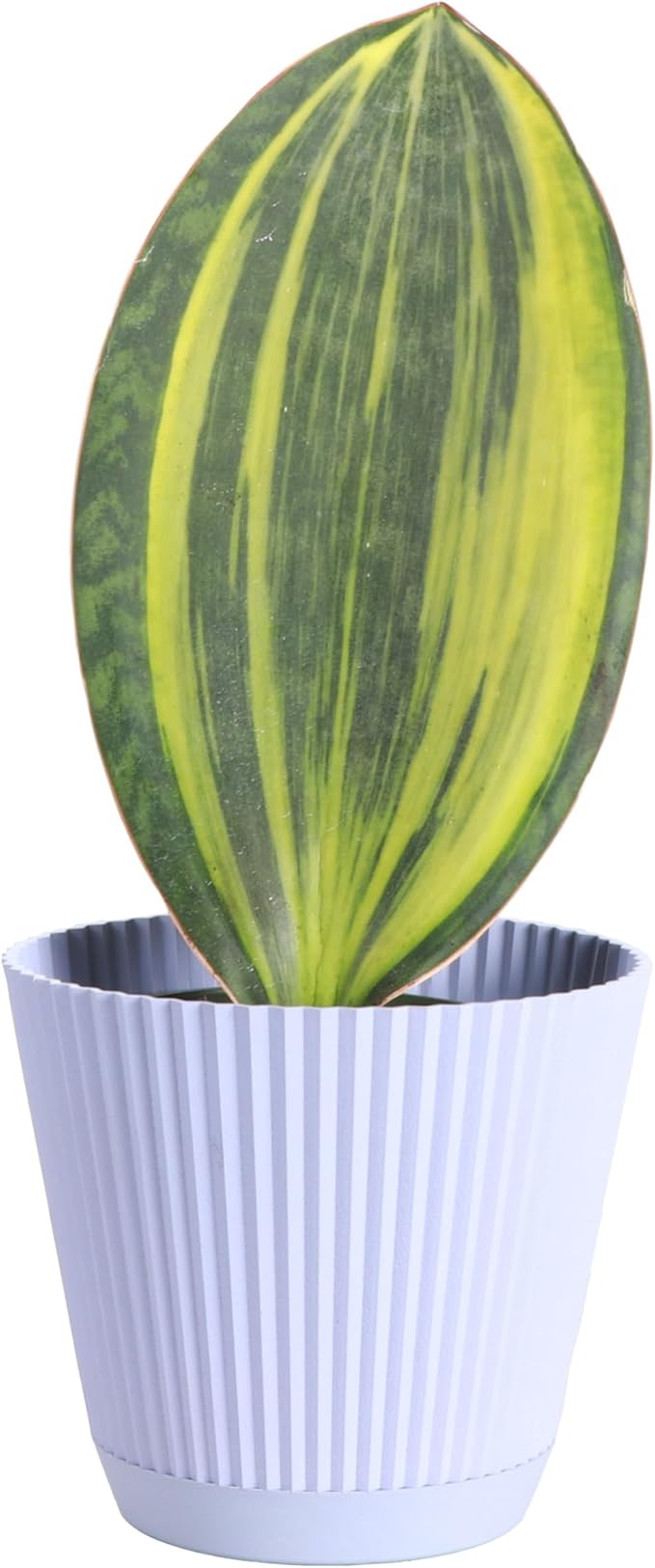 Thorsen's Greenhouse Live Variegated Whale Fin Snake Plant, Low Light, Collector Houseplant, 4-inch Diameter Mature Plant (Lavender)