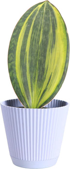 Thorsen's Greenhouse Live Variegated Whale Fin Snake Plant, Low Light, Collector Houseplant, 4-inch Diameter Mature Plant (Lavender)