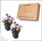 Live Balloon Flower Platycodon 2-Pack – Blue and White Assorted – Summer Blooming Perennial, Sun Garden Plant, 10” Tall, 1 Qt Pot