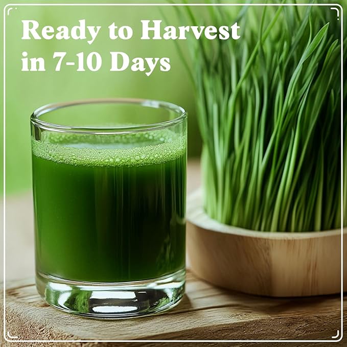Seedboy Organic Wheatgrass Seeds - Hard Red Spring, Non-GMO, USA Grown Microgreens & Sprouting Seeds - 8 oz Bag Yields 5 Quarts (Hard Red Spring Wheatgrass)