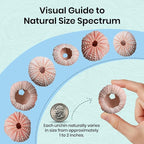 Nautical Crush Trading Sea Urchins Shells for Air Plants - 10 Pink (1-2") Sea Urchin Shells - Hanging Air Plant Holder - Air Plants Live Holders - No Plants Included