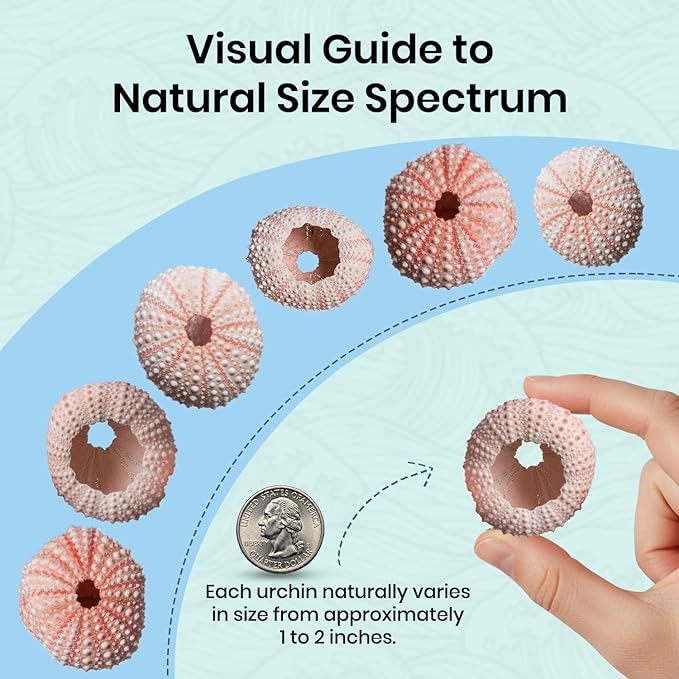 Nautical Crush Trading Sea Urchins Shells for Air Plants - 10 Pink (1-2") Sea Urchin Shells - Hanging Air Plant Holder - Air Plants Live Holders - No Plants Included