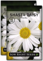 Sow Right Seeds - Shasta Daisy Seeds for Planting - Perennial Shasta Alaska Daisies - Non-GMO Heirloom Variety - Ideal for Outdoor Gardens - Easy to Grow - Drought Tolerant - Attracts Pollinators (2)