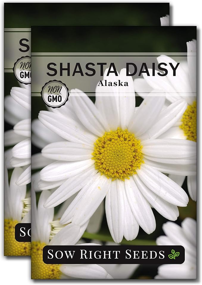Sow Right Seeds - Shasta Daisy Seeds for Planting - Perennial Shasta Alaska Daisies - Non-GMO Heirloom Variety - Ideal for Outdoor Gardens - Easy to Grow - Drought Tolerant - Attracts Pollinators (2)