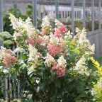 Hydrangea Live Plant, 6-12 Inch Tall, Hardy Flowering Shrub in 2.5" Pot, Outdoor Garden Hydrangea Bush (Pink Hydrangea)