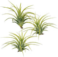 ragnaroc Air Plants - Tillandsia Ionantha Druid, Regular 2-3" - 3ct - Live Arrival Gauranteed - House Plants for Home Decor & Gift