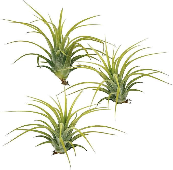 ragnaroc Air Plants - Tillandsia Ionantha Druid, Regular 2-3" - 3ct - Live Arrival Gauranteed - House Plants for Home Decor & Gift