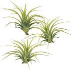 ragnaroc Air Plants - Tillandsia Ionantha Druid, Regular 2-3" - 12ct - Live Arrival Gauranteed - House Plants for Home Decor & Gift