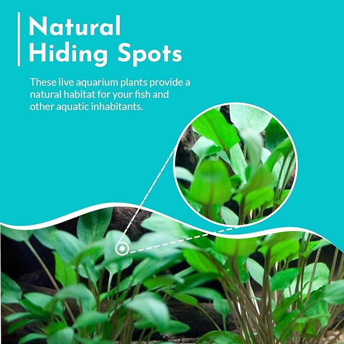 Cryptocoryne Wendtii Green Bare Root - Versatile and Durable ¬- Classic Plant - Mid-Ground Positioning - All Natural & Organic Aquatic Plant - Long Lasting & Easy to Care - 2" Pot