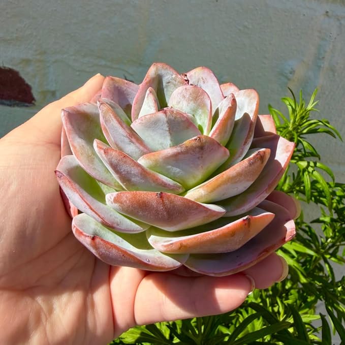Succulents Plants Live Echeveria Perle von Nürnberg,Mini Succulents Red 3 inches Mini Succulents,Bare Root Without Pot,Succulent Plant Live Decoration Plant Gifts (Blue Swan)