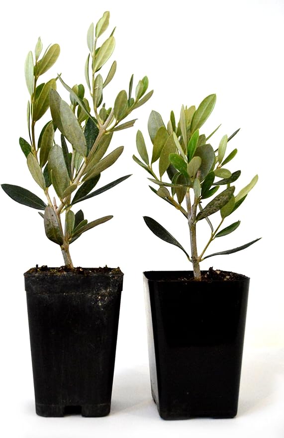 9GreenBox - Olive Tree - Tree of Peace - Olea europaea - 2 Pack