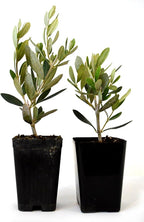 9GreenBox - Olive Tree - Tree of Peace - Olea europaea - 2 Pack