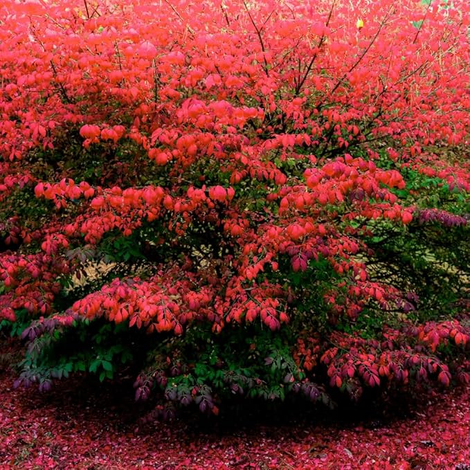 Red Burning Bush Shrub Live Plant, Dwarf Burning Bush Plant in Quart Pot, 6 to 10 Inches Height, Hardy Ornamental Shrubs for Outdoor Planting
