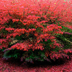 Red Burning Bush Shrub Live Plant, Dwarf Burning Bush Plant in Quart Pot, 6 to 10 Inches Height, Hardy Ornamental Shrubs for Outdoor Planting
