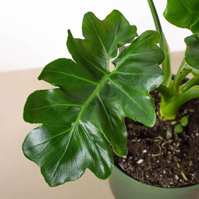 Philodendron Atom Live Plant for Indoor | Different Houseplants in 4'' & 6'' Pot | Real House Plant for Living Room, Office, Desk & Bathroom | Super Atom | Thaumatophyllum