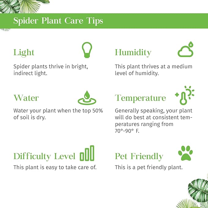 Spider Plant Reverse Live Plant for Indoor | Different Houseplants in 3'' Pot | Real House Plant for Living Room, Office, Desk & Bathroom | Spider Plant | Airplane | Spider Ivy